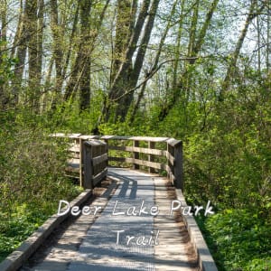 캐나다 밴쿠버 야외 피크닉 장소 추천 베스트 5 13 디어 레이크 파크 트레일