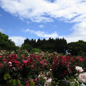 캐나다 밴쿠버 야외 피크닉 장소 추천 베스트 5 6 퀸엘리자베스 파크